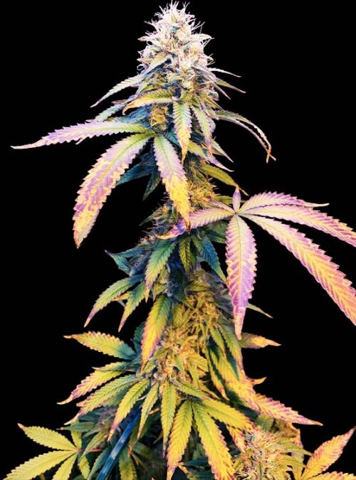 Mallorca Tangi Gallery pic 1 750x750 Mallorca Tangi Plant