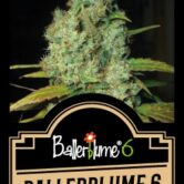 Ballerblume 6