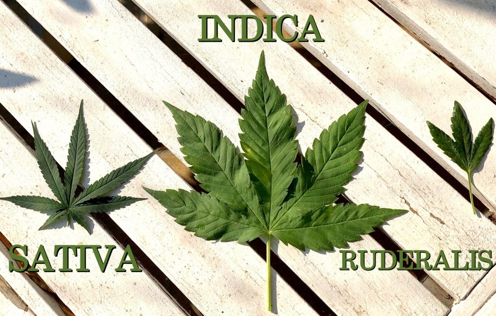 Tipi di Cannabis differenza tra Sativa Indica e Ruderalis e gli Ibridi