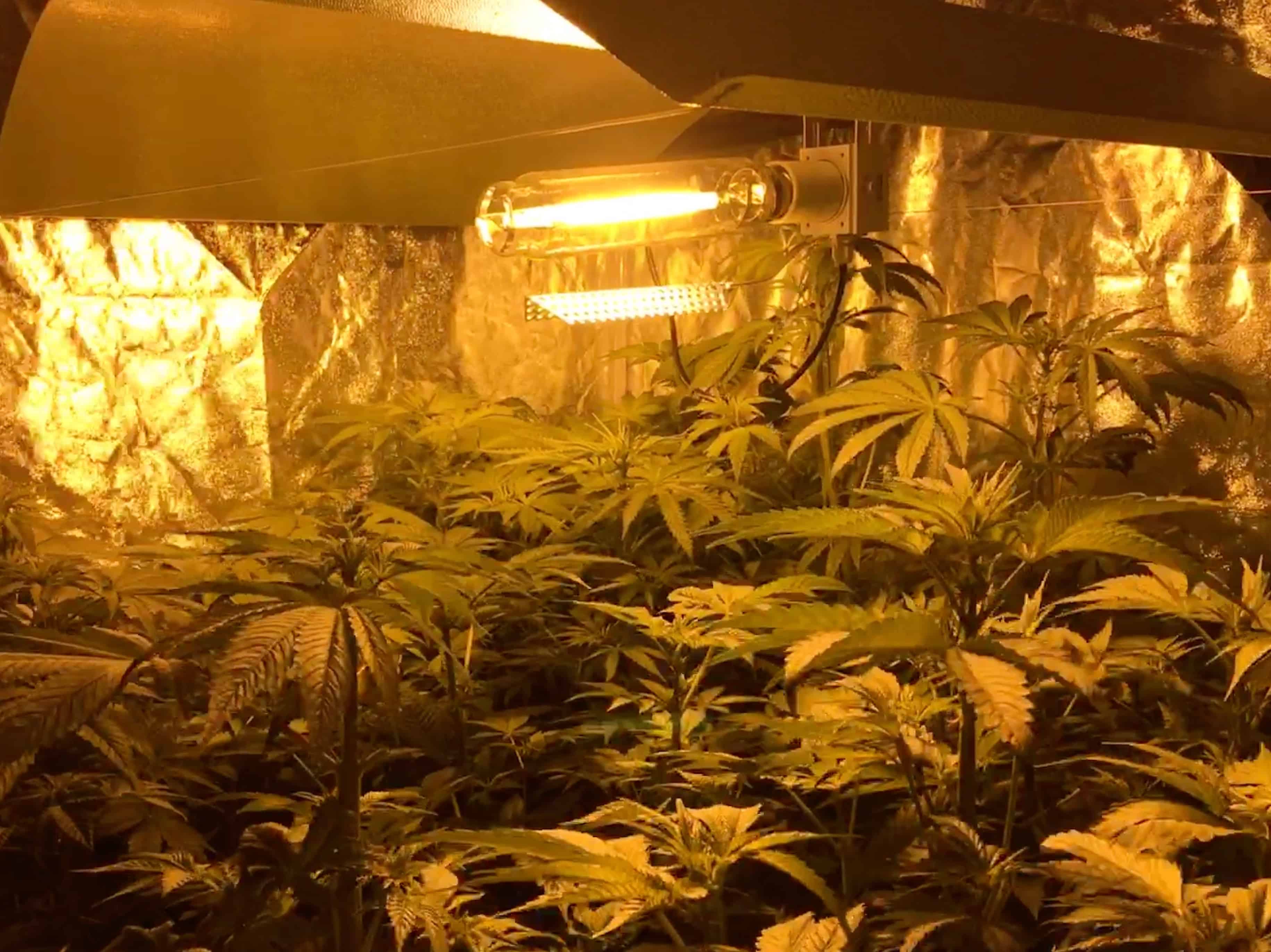 Growing cannabis indoors - Lamps