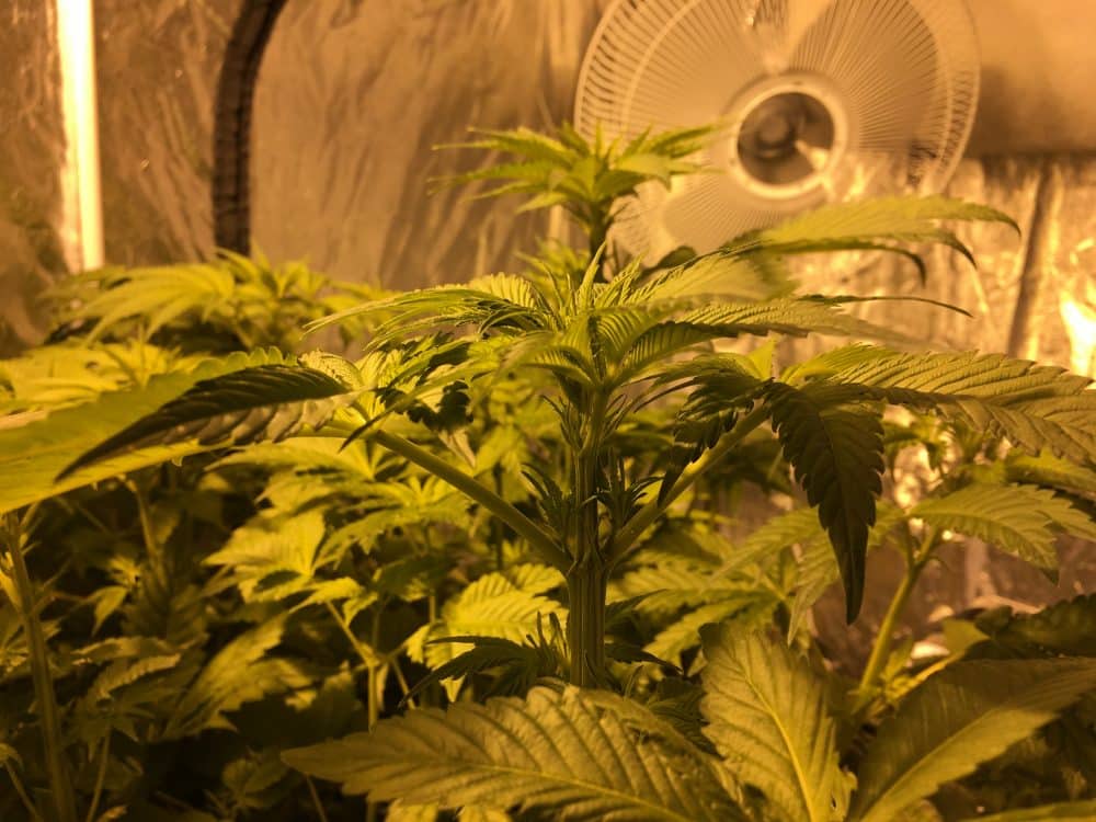Cannabis Indoor grow - venting