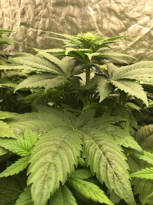 Growing cannabis indoors - Flowering stage