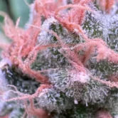 Matador Cannabis Bud - Colored Trichomes