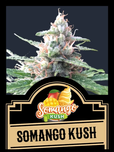 Somango Kush - Mallorca-Seeds