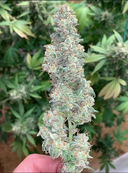 Auto Disco Queen Flower Auto Disco Queen Flower