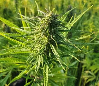 Cannabis Outdoor anbauen Blütephase 