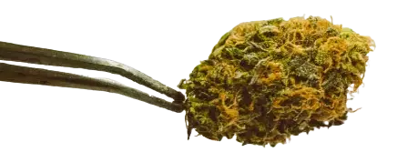 PGR Cannabis Blüte