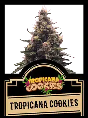 Tropicana Cookies