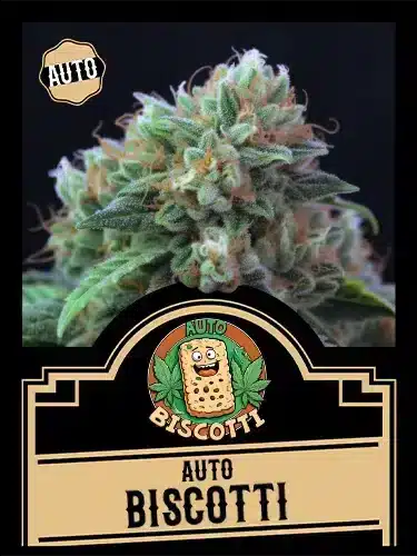 Auto Biscotti