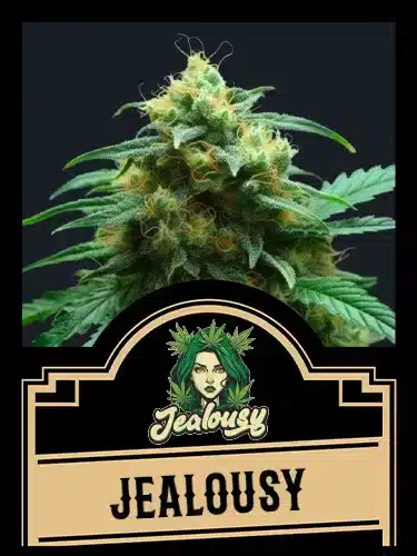 Jealousy - Cannabis Samen