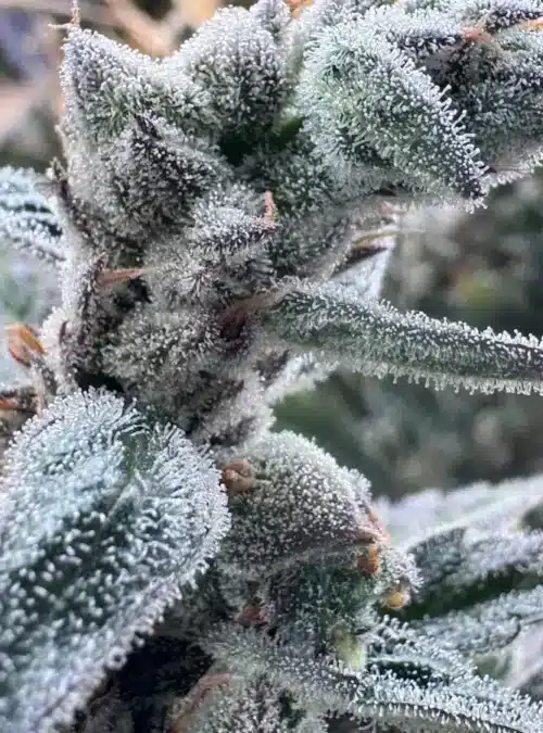 Apple Banana - Cannabis Flower with Trichomes Apple Banana - Cannabis Flower with Trichomes