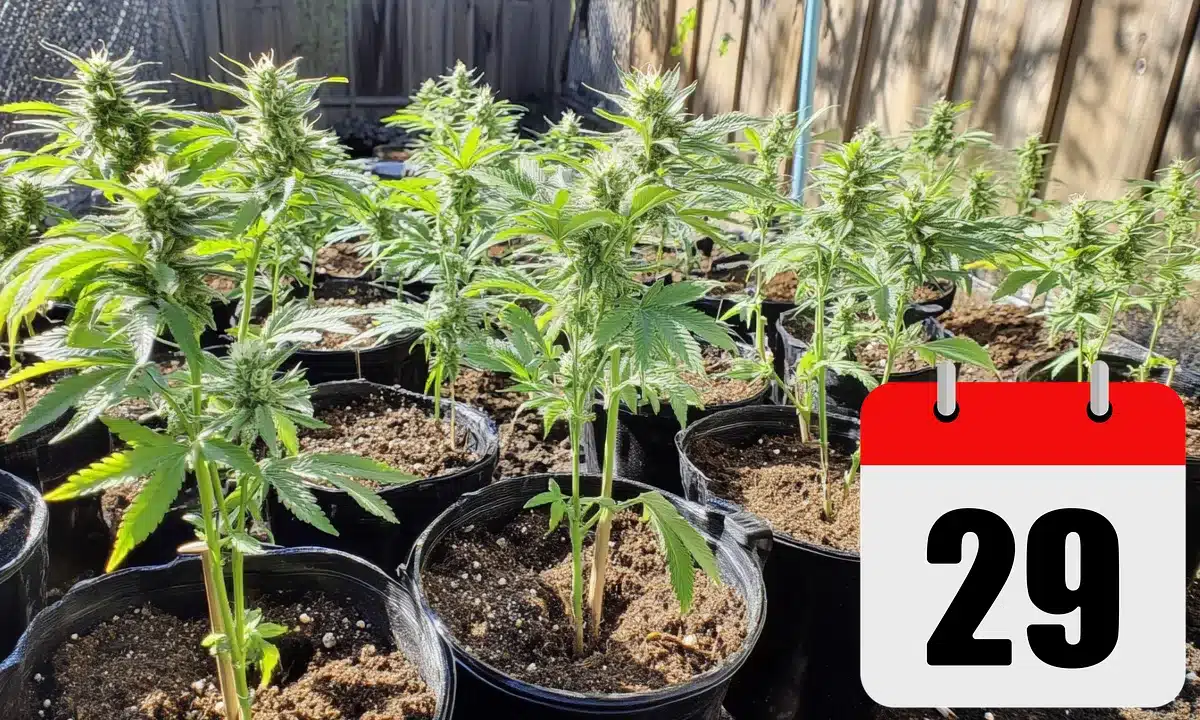 Cannabis-Outdoor-Anbau-Kalender für Europa