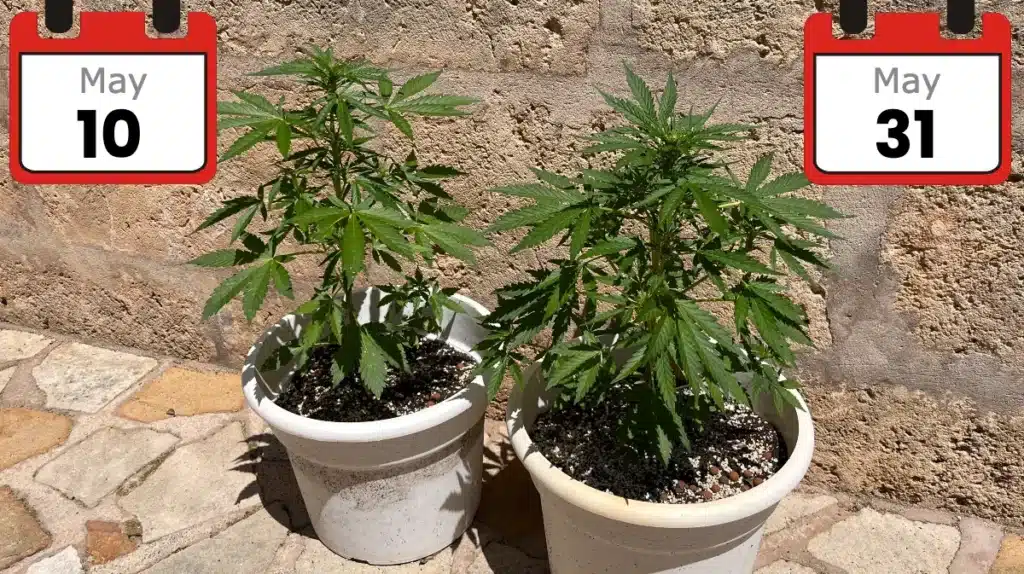 Growing Cannabis outdoors in eastern Europe - Vegetative Phase