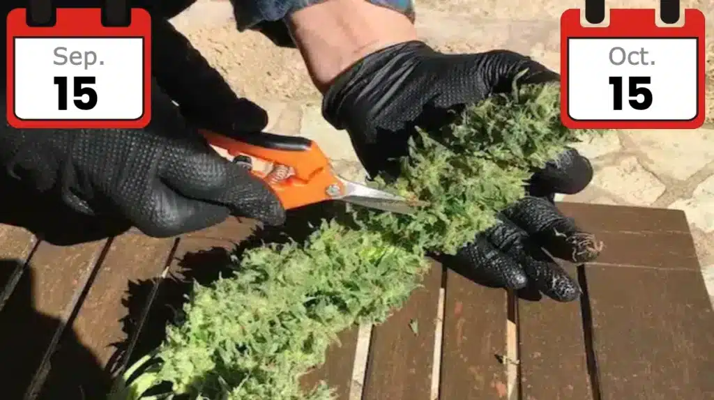 Growing Cannabis outdoors in southern Europe - Harvest