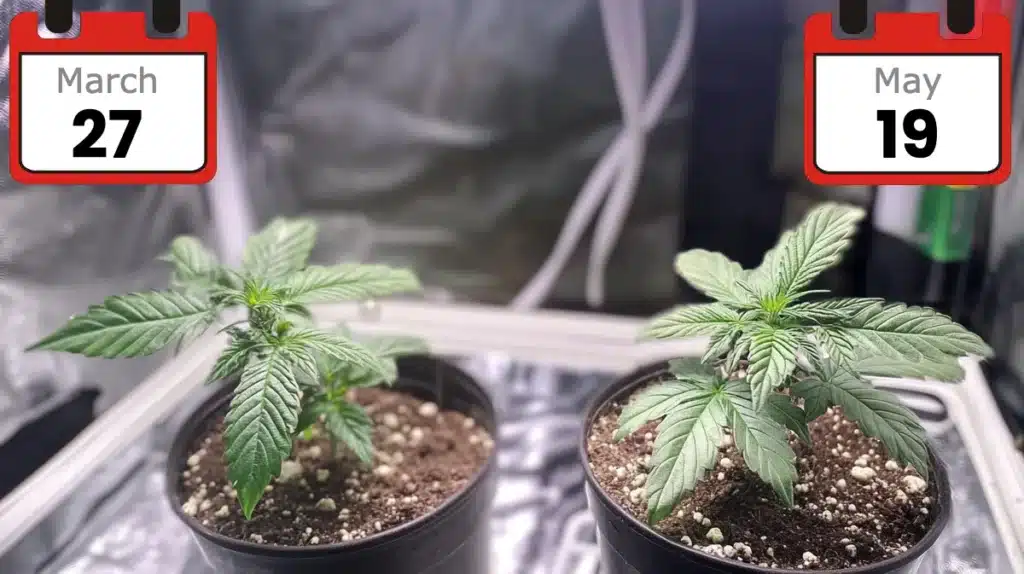 Cannabis Pre-Germination Indoors Under Grow Lights