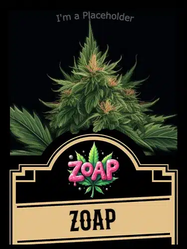 Zoap - Feminized Cannabis Seeds